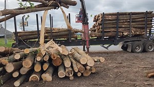 Want wood ready to burn well here it is ash logs! | Wacky Wally's Firewood