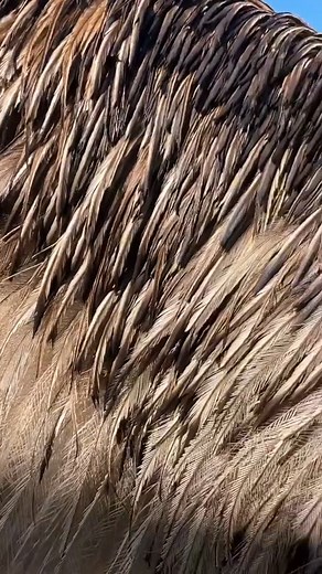 44K views · 2.8K reactions | Emmanuel Todd Lopez the dinosaur #ETL #emmanueltheemu #emmanueltoddlopez | Knuckle Bump Farms | Facebook