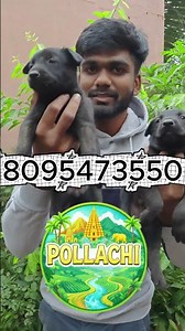 Dutch Shepherd Working Line Puppies for Sale🔥 pair of Female puppy available @ Pollachi