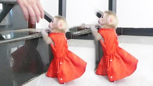 Very Smart Little Queen Jenna Wanna To Upstair She Call Mom Take Her | Monkey Dodo