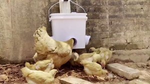 Chicken Feeder Ports Kit, 4 Pack DIY Bucket Poultry Feeder Cups with Hole Saw, No Waste Chicken Feeder for Backyard Coop