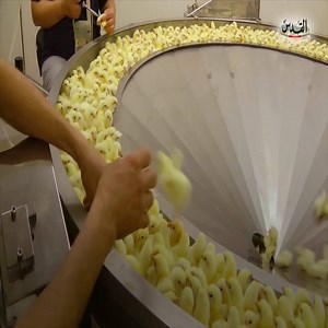 41K views · 173 shares | Process Of Industrial Chicken Farming #WildlifeWar #ChickenFarming #ProcessOfIndustrial | Wildlife War | Facebook