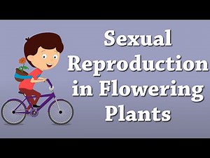 Sexual Reproduction in Flowering Plants | #aumsum Video Lecture - Class 10
