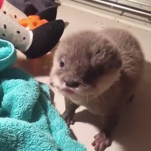 99K views · 6.6K reactions | Otter Loves To Snuggle Its Blue Blacket | Otter | Facebook