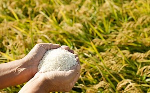 Carbon Streaming Announces $3.3 Million for Sustainable Rice Farming Stream