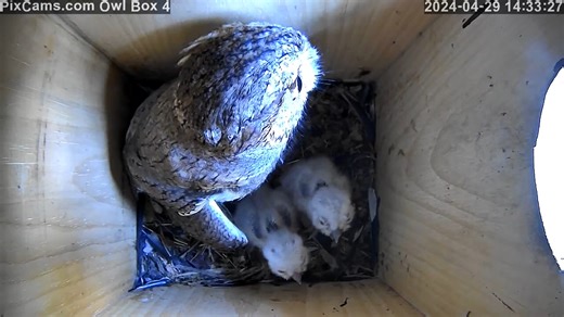 2.2K views · 117 reactions | This afternoon we got a very good view of the two newly hatched screech owlets in Owl Box 4. Come watch Owl Box 4 live here: https://pixcams.com/owl-box-4/ #owls #owl #livestream #nest #nestbox | PixCams | Facebook