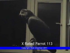 Swearing Parrot X Rated Ruby 113