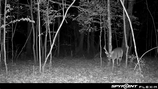 What do you think of this guys rack? | SPYPOINT Trail Cameras