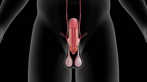 Testicular Lobules Male Reproductive System 3d : vidéo de stock (100 % libre de droit) 3813230489 | Shutterstock