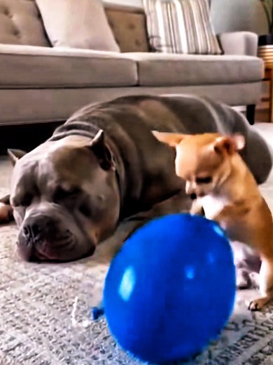 Chihuahua and Rottweiler's Hilarious Moments