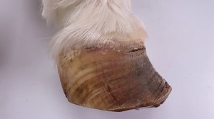 2K views · 66 reactions | I’ll be joined by Prof Pollitt today to study Honeys foot that had laminitis. It was her left fore and thought to have supporting limb laminitis. The video will be made available to those that want to view on my Patreon page- the fly on the wall tier, or by a pay to view. This is incredibly hard and all proceeds will be used to pay for Honeys treatment while she was with us. | The study of the equine hoof | Facebook