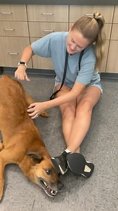 Shelbyville/Shelby County Animal Shelter on Reels