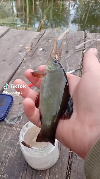 Весняна рибалка на карася - найкращі моменти