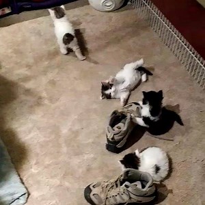 21 reactions | MoJo Maines, A Maine Coon Cattery on Reels | Facebook