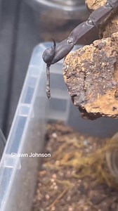 12M views · 108K reactions | Datos que habrás deseado no saber de los escorpiones廬廬#escorpion #araña #veneno | Ismael_Chee | Facebook