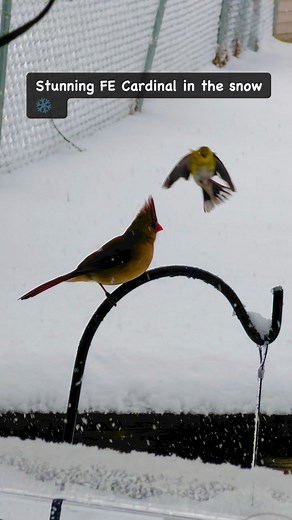 119 reactions · 27 shares | #Stunning #female #cardinal #upstateny #birding #birds #birdnerd #gorgeousness #highlightseveryone #viralreelsfbpage #adsonreels #instagramreel #fyp #birds | Georgette Miller | Facebook