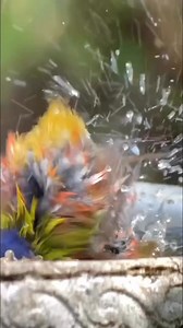 1.3K reactions · 398 shares | Painted Bunting (Passerina ciris) #fbreelsvideo #reelsviral #reelsinstagram #birdwatching | Rini Rini | Facebook