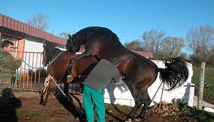 Conoce los aspetos sobre la Monta natural en equinos