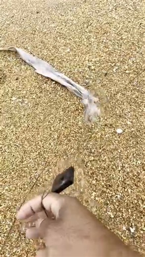 Pesta Tanglung Pantai Cherating Kredit tuan video . ✅ Berubat Sebelum Terlambat Rawatan Jarak Jauh Penagih Tegar Penawar Tradisional SEMUA Ketagihan Dadah | Kedah Version | Facebook