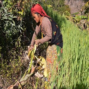 3.4M views · 10K reactions | Harvesting banana Green leaves tree Nepali Village. | Villager Nomadic | Facebook