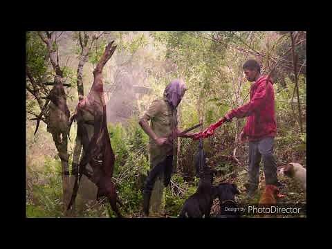 Chasse NC KAWIPA 27.07.2019. Hunting RUSA Deer in New Caledonia.