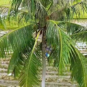2.3K views · 27 reactions | Remove Hornet Nest From A Coconut Tree | Bees Reels | Facebook