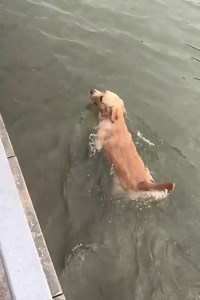 excellent swimmer | Dog lover