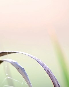 1.5K views · 431 reactions | Migrant Hawker Dragonfly in slow motion. | The Robin Whisperer | Facebook