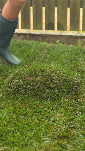 Astuces secrètes pour un gazon soigné et une cour impressionnante ! | Brico Sympa