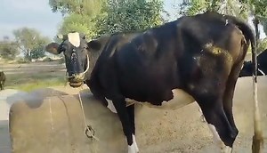 1.3K views · 21 reactions | Livestock discovery on Reels | Facebook