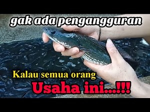 SIDE BUSINESS: CULTIVATION OF SNAKEFISH/KUTUK