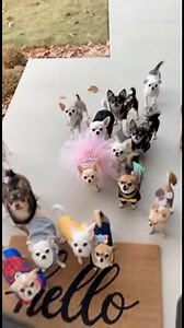 61K views · 1.5K reactions | The Princess Brings Her Squad Home — Cutest Doorbell Surprise Ever!  #chihuahua #doglover #aivideo | Lala Sana | Facebook