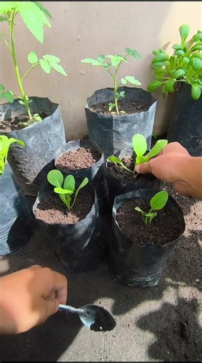 Growing mustard greens in the yard