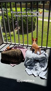 100K views · 19K reactions | Sextou com muito amor 殺 . #jujuepituca #pets #dog #humor #comedian #lovedogs #meme #pinscher #chihuahua | Juju e pituca | Facebook