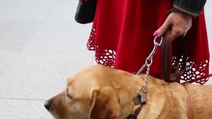 New rule cracks down on emotional support animals on planes