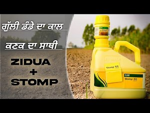 Stomp + Zidua (Jodi) : BASF