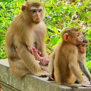 1.5K views · 96 reactions | Good adopt Rainbow and Angela come to play groom with Luna and baby Lucie. they want milk from Luna. | Monkey Torres | Facebook