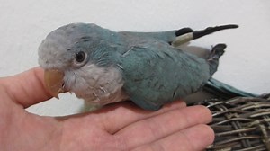 #E Monk Parakeets – HandFeed Baby #M Burung Parot Sami – Anak Suap #C 和尚鹦鹉 – 手养宝宝 1. English Please ⬇️Scroll Down⬇️ 2. BM 📲Tatal ke Bawah Halaman 💻 3. 🌐华语🌐请点击📥往下📱查询 📩 #E Details #ForAllPetLovers - With LICENSE & RING Number - Baby Handfeeding / Young / Adult / Pair #Green #Blue #Yellow #Lutino #White #Albino #Grey #Silver #Lacewinged * The Monk Parrot is the ONLY parrot species that builds its own nest made of sticks - rather than nesting in tree cavities, as is typical for parrots. Monk 