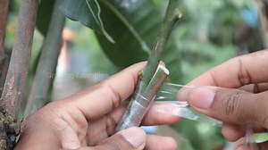 Grafting mango Plant | Grafting Examples