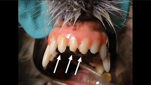 Incisor Periapical Lucency: Increased Pulp Cavity. Want to increase your confidence in interpreting dental radiographs and get the quickest technique to full mouth positioning, Register for Free Rad live online training TOMORROW!! https://veterinarydentistry.net/reading-rads-fb-new | Veterinary Dentistry Live | Facebook