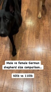 1K views · 18 reactions | Size comparison male vs female German shepherd #fblifestyle | Zeus | Facebook