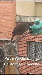 #EsNoticia|Pava Andina - Galliformes - Cracidae, fue vista por el sector del barrio La Carolina Ciudad de Pasto. Su habitat natural es el corregimiento El Encano, Laguna de La Cocha. Si alguien la ve, por favor no hacerle daño o cazarla. | Es Noticia Nariño