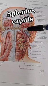 🟡 splenius capitis stretch per request. See your doctor for your specific case or prior to exercise #chiropractor #spleniuscapitis #chiropractortiktok #chiropractor | Bannockburn Chiropractic & Physical Therapy