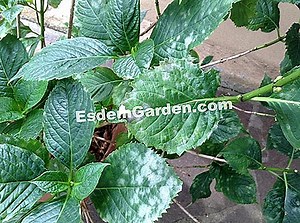 Auf Den Blättern Meiner Elfenbeingeranien Erscheinen Runde, Dunkelbraune Flecken, Sie Werden Gelb Und Fallen. Was Ist Der Grund Für Diesen Rückgang? 🌿 Alles Über Gartenarbeit Und Gartengestaltung - 2025