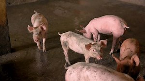 Breeder Pig Dirty Body Scramble Eat Stock Footage Video (100% Royalty-free) 1111551113 | Shutterstock