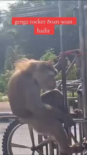 monkey roker #monkey #rocker #rockmania #fyp #fypシ