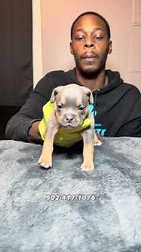Pocket American Bully Pups Available 🐾 #pocketbully #americanbully #pocketamericanbully