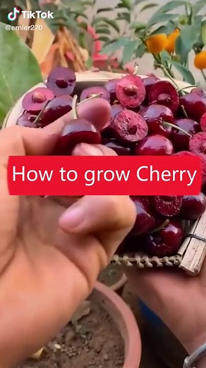 Cherry Seed Germination Guide