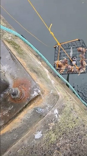 Crabbing in Seaside Oregon at 12th Street Bridge | 2024 Keepers #crabbing #fishing #outdoors #crab