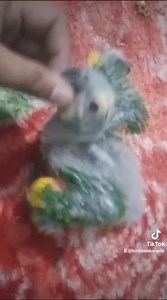 MashaAllah Healthy & Active Blue fronted Amazon hand feed pin feather chick available for detail call, SmS or whatsaapp Wa.me/923332279021 | Bird Zone Karachi